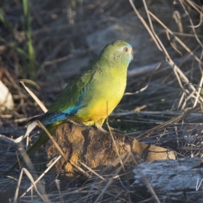 Neophema pulchella (Turquoise Parrot) at Jerrabomberra Wetlands - 6 Oct 2018 by WarrenRowland