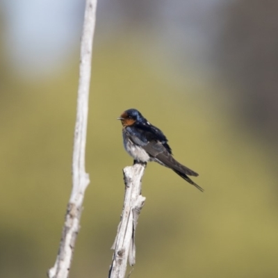 Hirundo neoxena (Welcome Swallow) at Jerrabomberra Wetlands - 6 Oct 2018 by WarrenRowland