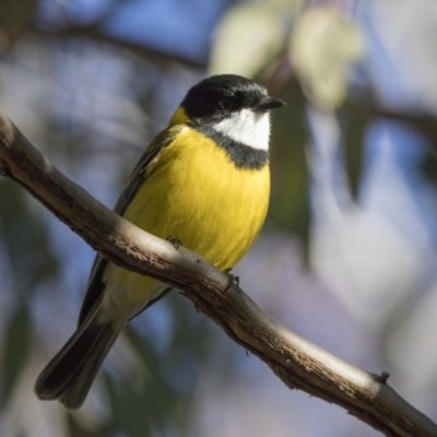 Pachycephala pectoralis (Golden Whistler) at Stranger Pond - 11 Jul 2018 by WarrenRowland