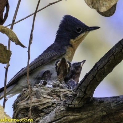 Myiagra rubecula (Leaden Flycatcher) at Red Hill Nature Reserve - 27 Dec 2018 by BIrdsinCanberra