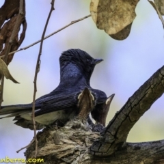 Myiagra rubecula at Deakin, ACT - 27 Dec 2018