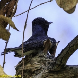 Myiagra rubecula at Deakin, ACT - 27 Dec 2018