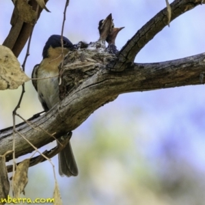 Myiagra rubecula at Deakin, ACT - 27 Dec 2018