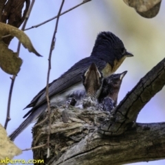 Myiagra rubecula at Deakin, ACT - 27 Dec 2018