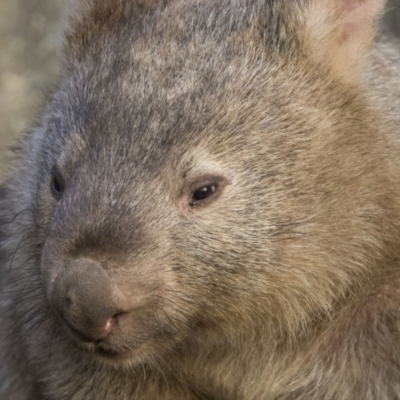 Vombatus ursinus (Common wombat, Bare-nosed Wombat) at Stranger Pond - 20 Jun 2018 by WarrenRowland
