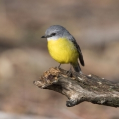 Eopsaltria australis (Eastern Yellow Robin) at Tidbinbilla Nature Reserve - 15 Jun 2018 by WarrenRowland