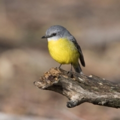 Eopsaltria australis (Eastern Yellow Robin) at Paddys River, ACT - 15 Jun 2018 by WarrenRowland