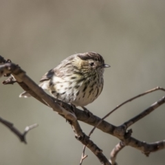 Pyrrholaemus sagittatus (Speckled Warbler) at Paddys River, ACT - 16 Jun 2018 by WarrenRowland