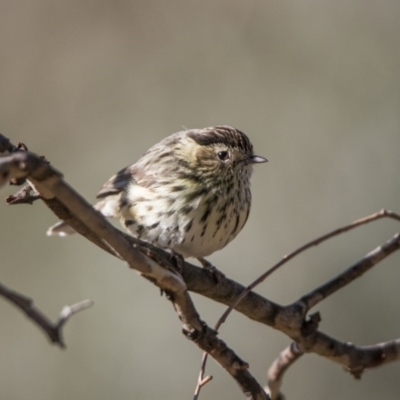 Pyrrholaemus sagittatus (Speckled Warbler) at Paddys River, ACT - 16 Jun 2018 by WarrenRowland