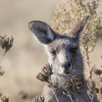 Macropus giganteus (Eastern Grey Kangaroo) at Tidbinbilla Nature Reserve - 16 Jun 2018 by WarrenRowland