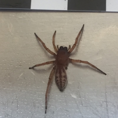 Clubiona sp. (genus) at Mirador, NSW - 1 Jan 2019 by hynesker1234