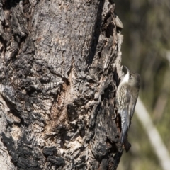 Cormobates leucophaea (White-throated Treecreeper) at Birrigai - 16 Jun 2018 by WarrenRowland