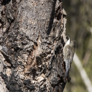 Cormobates leucophaea at Paddys River, ACT - 16 Jun 2018