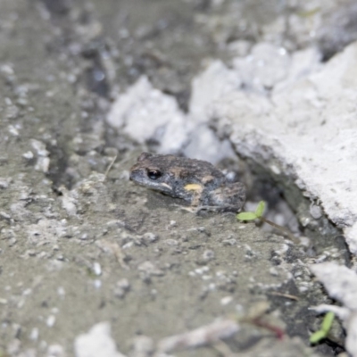 Uperoleia laevigata (Smooth Toadlet) at Wanniassa Hill - 6 Oct 2018 by WarrenRowland