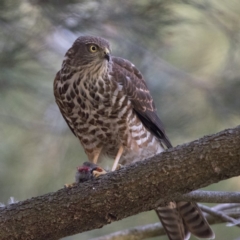 Tachyspiza cirrocephala (Collared Sparrowhawk) at Bonython, ACT - 31 Mar 2018 by WarrenRowland