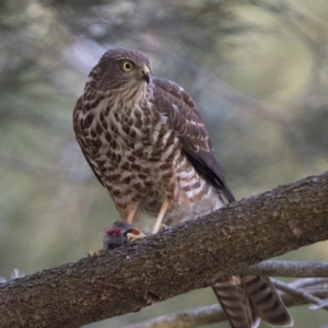 Accipiter cirrocephalus at Bonython, ACT - 31 Mar 2018