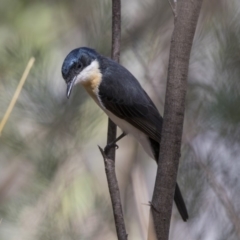 Myiagra inquieta (Restless Flycatcher) at Stranger Pond - 10 Feb 2018 by WarrenRowland