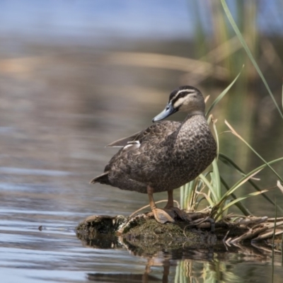 Anas superciliosa (Pacific Black Duck) at Stranger Pond - 10 Feb 2018 by WarrenRowland