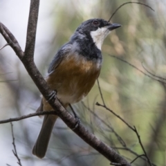 Pachycephala rufiventris (Rufous Whistler) at Stranger Pond - 10 Feb 2018 by WarrenRowland