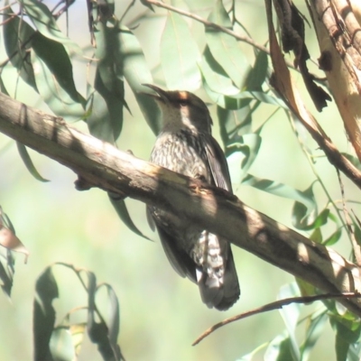 Climacteris erythrops (Red-browed Treecreeper) at Uriarra Village, ACT - 31 Dec 2018 by KumikoCallaway