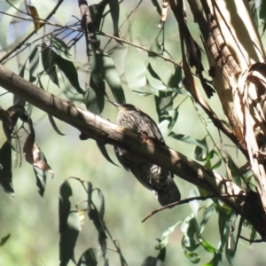 Climacteris erythrops at Uriarra Village, ACT - 1 Jan 2019