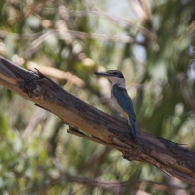 Todiramphus sanctus (Sacred Kingfisher) at Bonython, ACT - 10 Feb 2018 by WarrenRowland