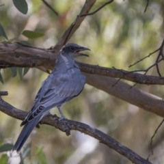 Coracina novaehollandiae (Black-faced Cuckooshrike) at Stranger Pond - 10 Feb 2018 by WarrenRowland