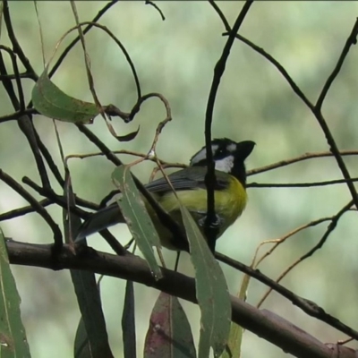 Falcunculus frontatus (Eastern Shrike-tit) at Cotter River, ACT - 1 Jan 2019 by KumikoCallaway