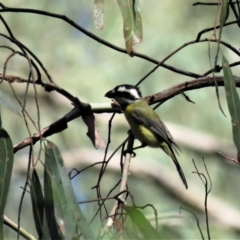 Falcunculus frontatus at Cotter River, ACT - 1 Jan 2019 08:40 AM