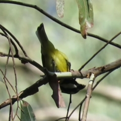 Falcunculus frontatus at Cotter River, ACT - 1 Jan 2019