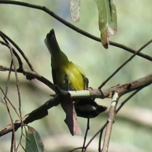 Falcunculus frontatus at Cotter River, ACT - 1 Jan 2019 08:40 AM