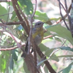 Eopsaltria australis (Eastern Yellow Robin) at Cotter River, ACT - 1 Jan 2019 by KumikoCallaway