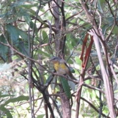 Eopsaltria australis at Cotter River, ACT - 1 Jan 2019