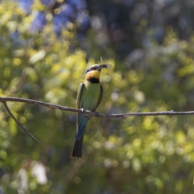 Merops ornatus (Rainbow Bee-eater) at Bullen Range - 4 Jan 2018 by WarrenRowland