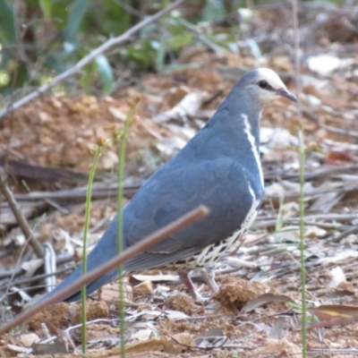 Leucosarcia melanoleuca (Wonga Pigeon) at Cotter River, ACT - 1 Jan 2019 by KumikoCallaway