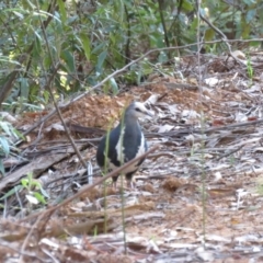 Leucosarcia melanoleuca at Cotter River, ACT - 1 Jan 2019 07:28 AM