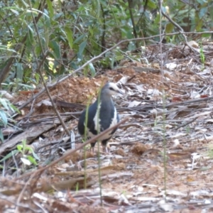 Leucosarcia melanoleuca at Cotter River, ACT - 1 Jan 2019