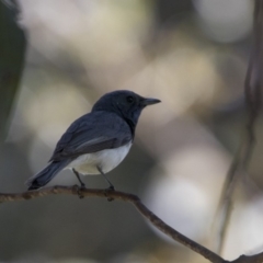 Myiagra rubecula (Leaden Flycatcher) at Greenway, ACT - 4 Jan 2018 by WarrenRowland