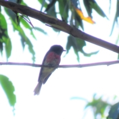 Petroica rosea (Rose Robin) at Cotter River, ACT - 1 Jan 2019 by KumikoCallaway