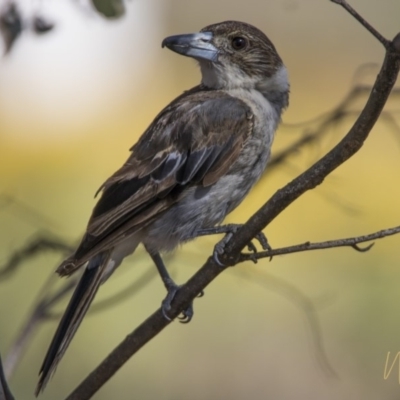 Cracticus torquatus (Grey Butcherbird) at Greenway, ACT - 4 Jan 2018 by WarrenRowland