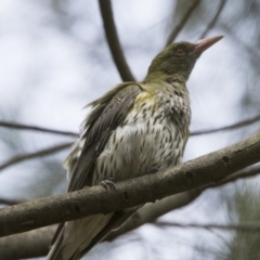 Oriolus sagittatus (Olive-backed Oriole) at Stranger Pond - 2 Jan 2018 by WarrenRowland