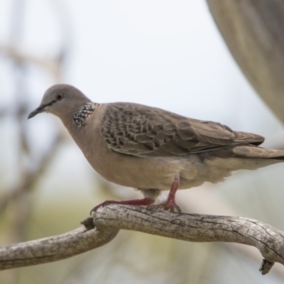 Spilopelia chinensis (Spotted Dove) at Bonython, ACT - 2 Jan 2018 by WarrenRowland