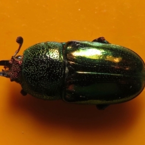 Lamprima aurata at Narrabundah, ACT - 27 Nov 2018