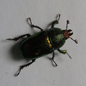 Lamprima aurata at Narrabundah, ACT - 27 Nov 2018