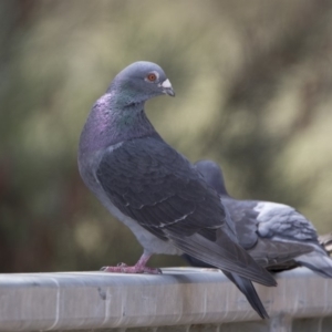 Columba livia at Bonython, ACT - 2 Jan 2018 02:50 PM