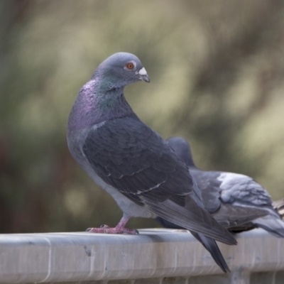 Columba livia (Rock Dove (Feral Pigeon)) at Bonython, ACT - 2 Jan 2018 by WarrenRowland