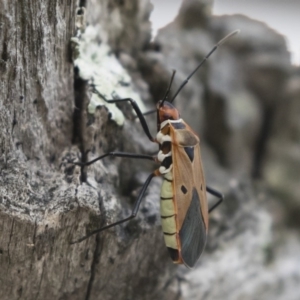 Dysdercus sidae at Michelago, NSW - 20 Dec 2018