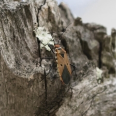 Dysdercus sidae at Michelago, NSW - 20 Dec 2018