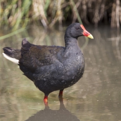 Gallinula tenebrosa (Dusky Moorhen) at Stranger Pond - 2 Jan 2018 by WarrenRowland