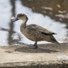 Anas gracilis (Grey Teal) at Stranger Pond - 2 Jan 2018 by WarrenRowland